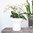 R716 Orkidearuukku aukeneva valkoinen h16,5 k15 (6)
