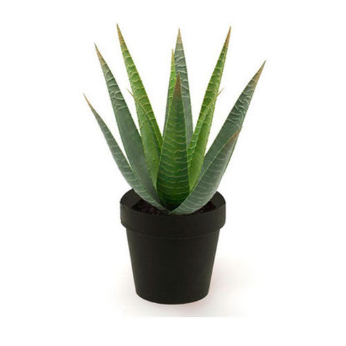 Aloe vera 23cm muoviruukussa 423135 (8)