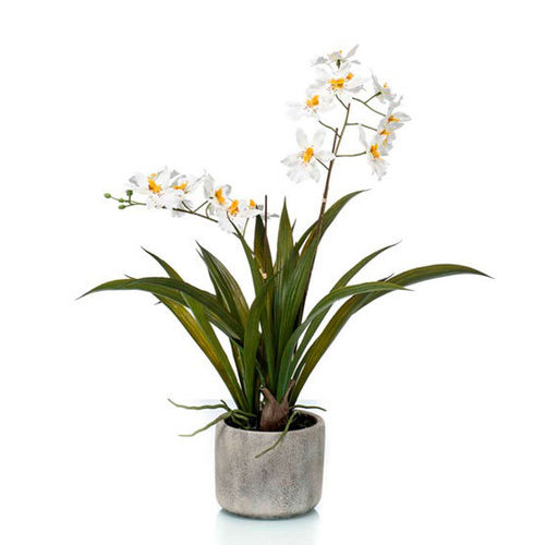 Orkidea oncidium valk 43cm 425586 (4)